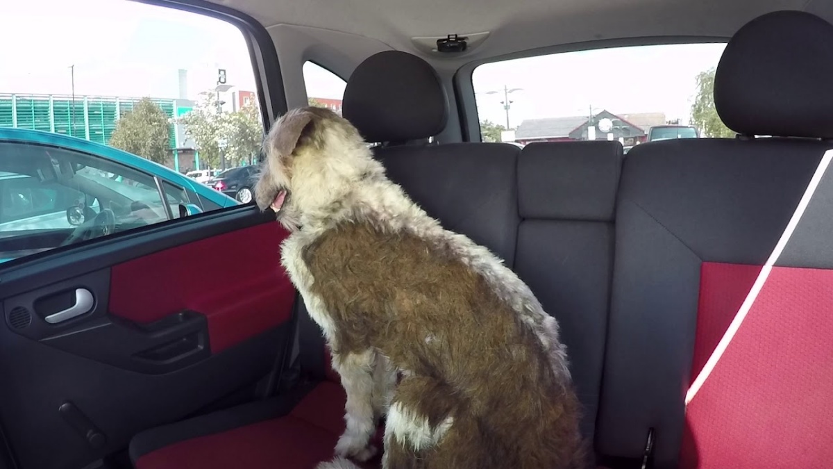 Cane chiuso in auto esperimento 