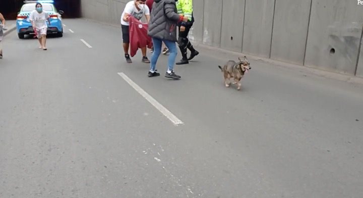 Cane inseguito dalla Polizia