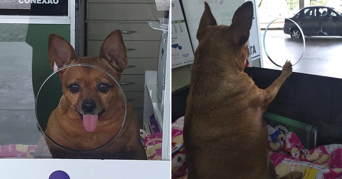 Cane paffuto lavora come assistente in una stazione degli autobus