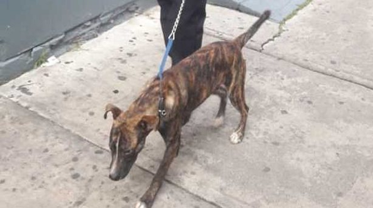 Cane piange legato a un palo, la polizia interviene per aiutarlo
