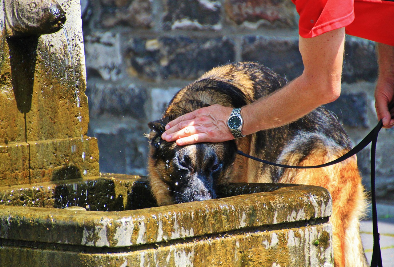 Cane picchiato insieme alla mamma