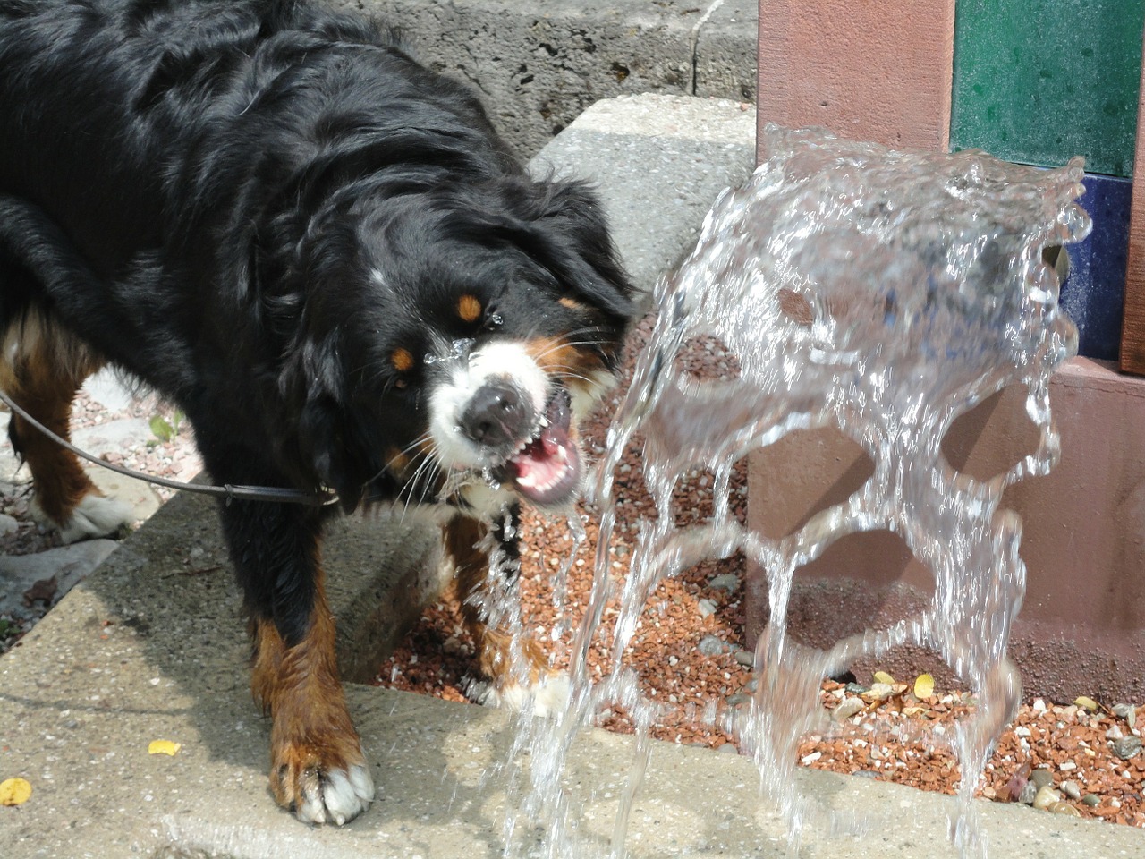 bere l'acqua di una fontanella pubblica