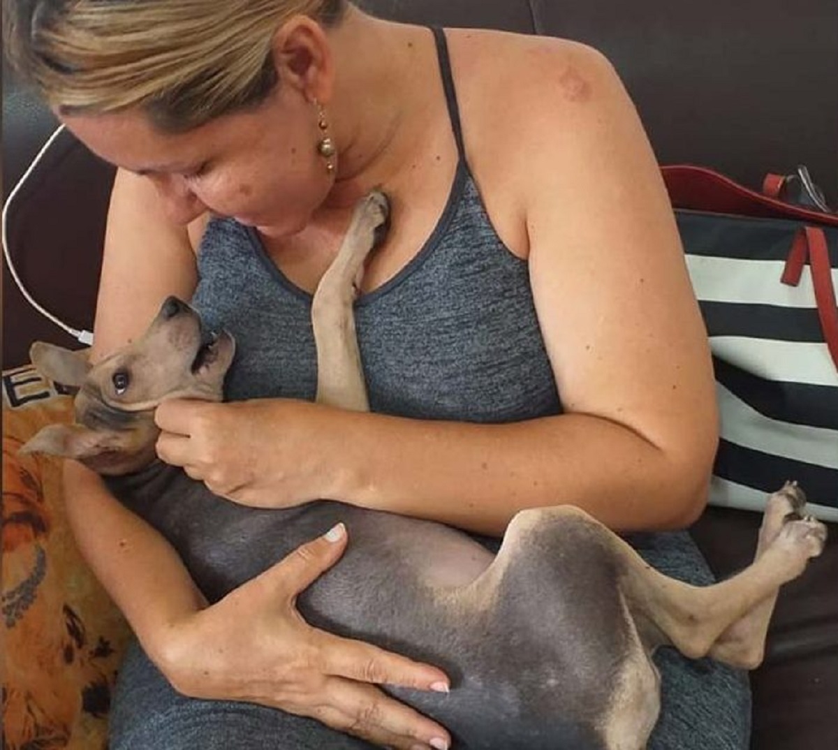 Cane riesce a trovare casa a migliaia di chilometri dopo aver subito un incidente
