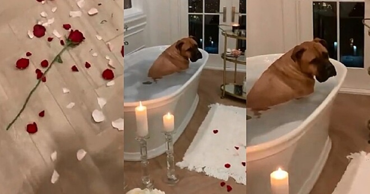 Cane ruba la sorpresa che il marito con tanto amore aveva preparato alla moglie