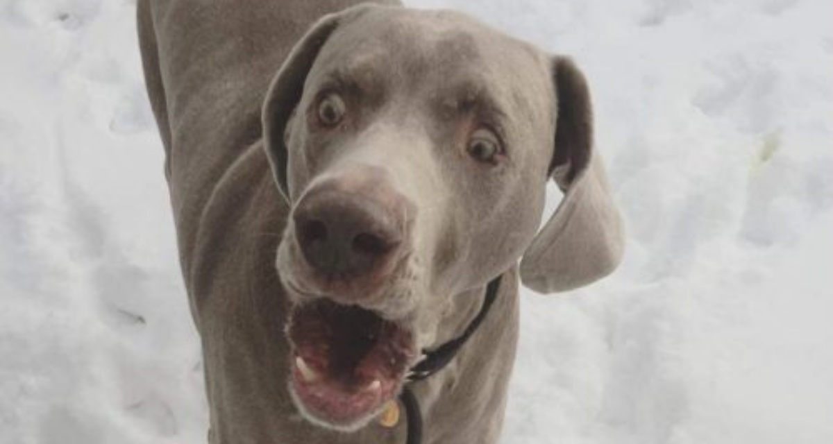La commovente lettera per un cane morto