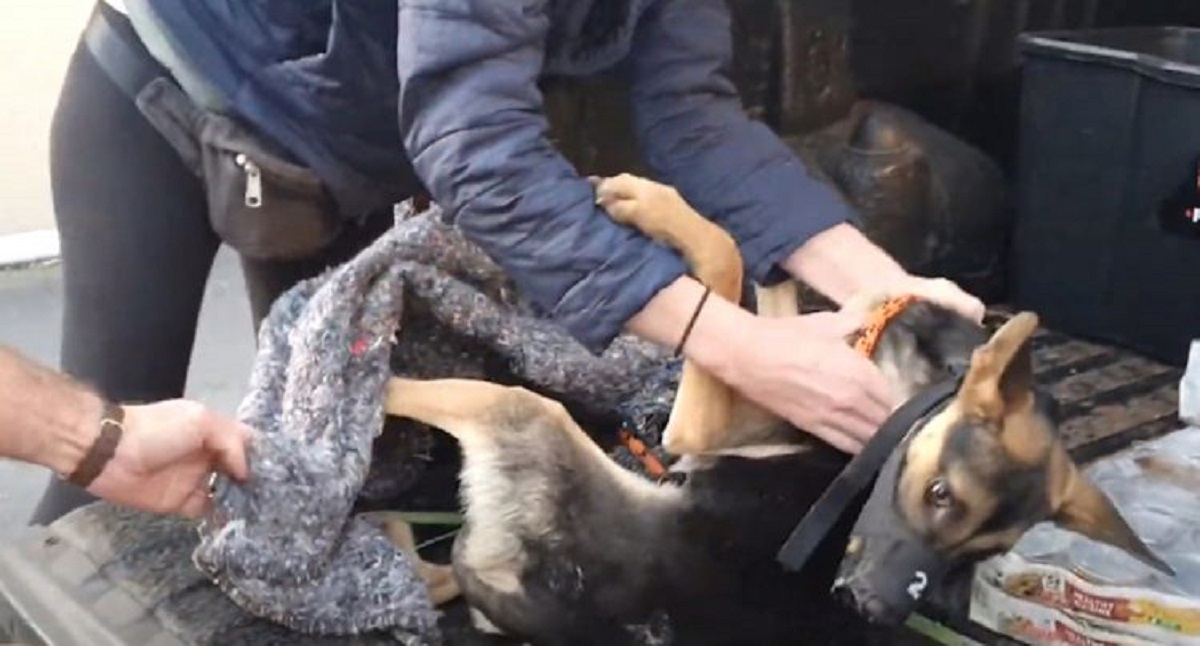 Cane travolto e terrorizzato