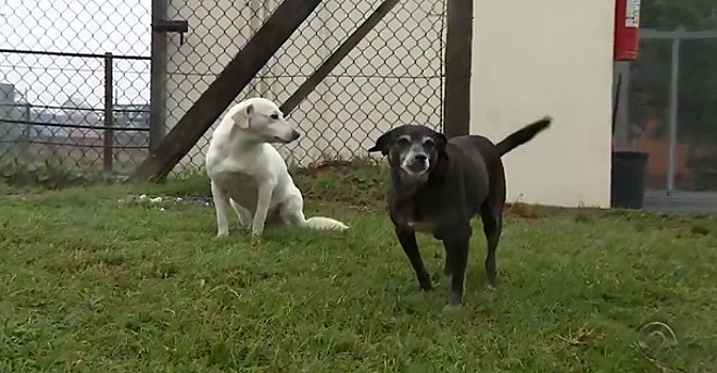 Branquinha e Pretinha