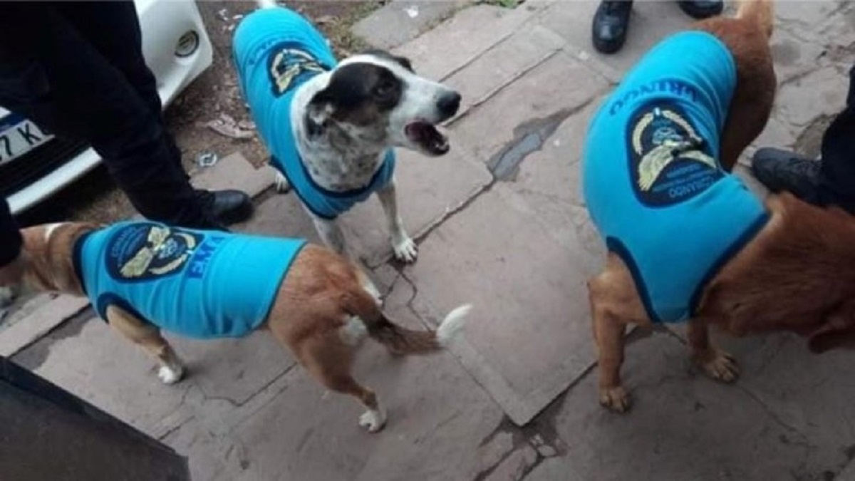 Cani randagi con la divisa: ecco i nuovi colleghi dei poliziotti