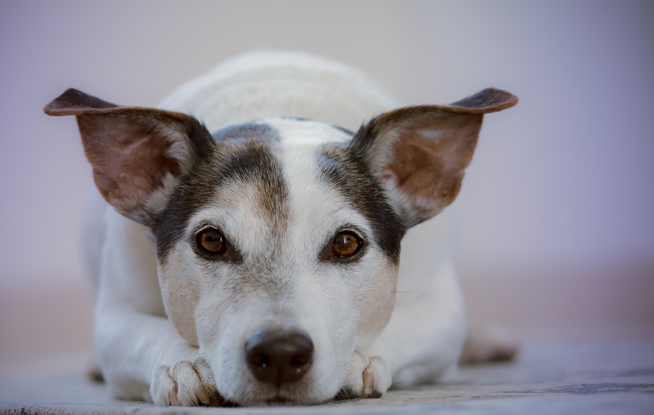 Cani smarriti durante il trasloco