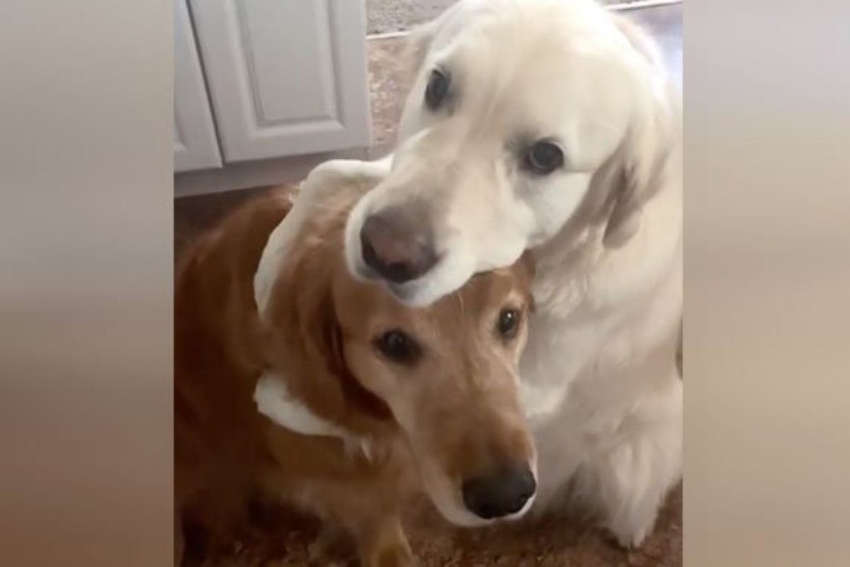 La clip virale di Watson e Tika: sono diventati famosi sul web