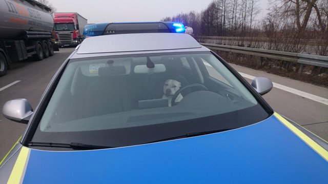 Cani sull'auto della polizia