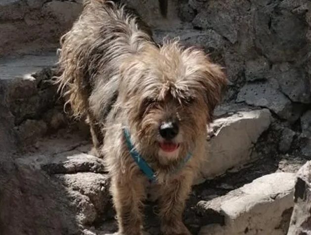 Cucciolo abbandonato dalla famiglia