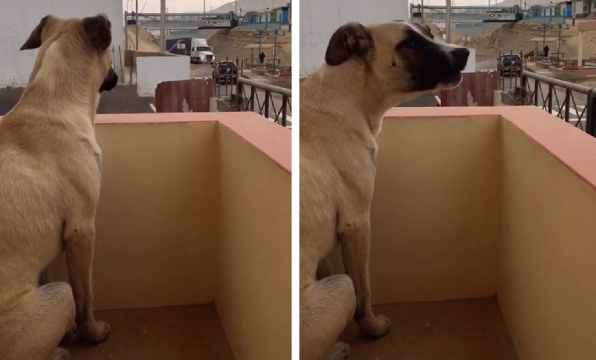 Cucciolo piange sul balcone quando saluta il suo proprietario e lo attende con pazienza