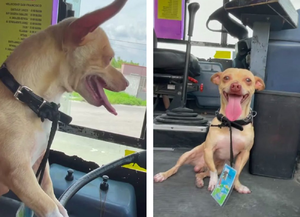 Cucciolo smarrito ritrovato su un autobus con il biglietto appeso al collo
