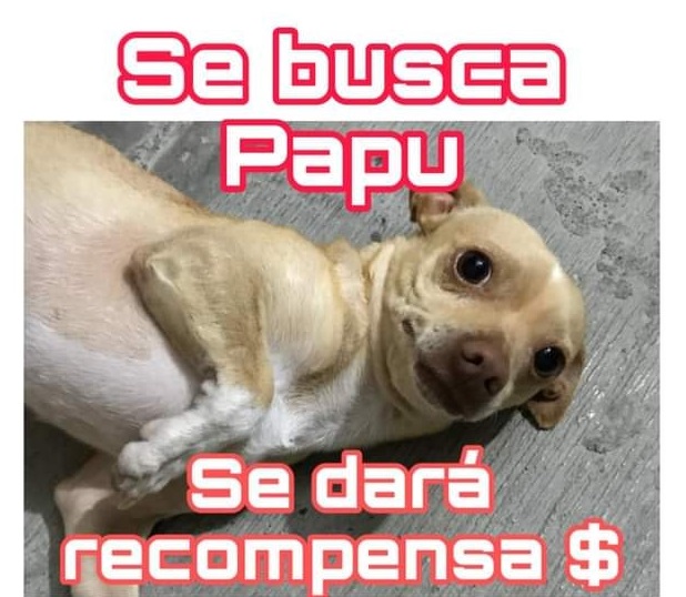 Papu smarrito