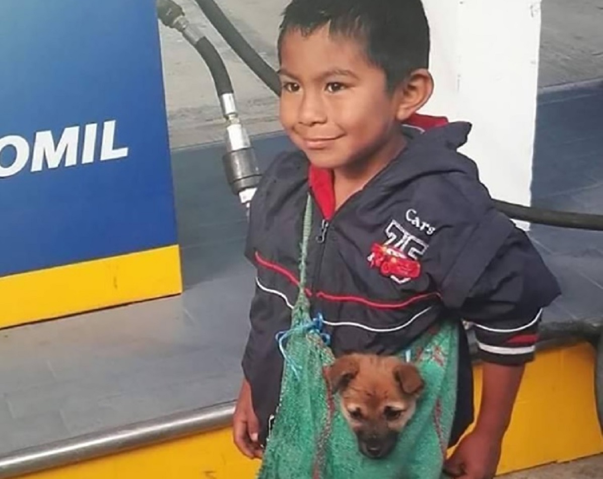 Cucciolo trasportato nella borsetta dal bambino