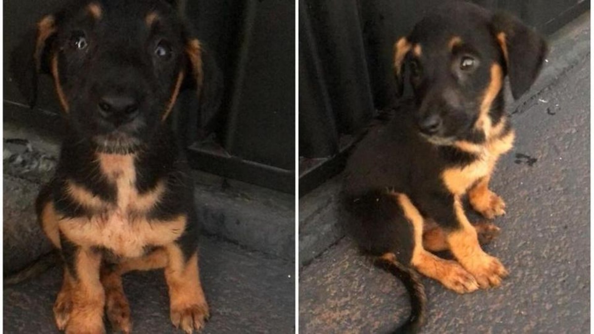 Il video dei due cuccioli abbandonati