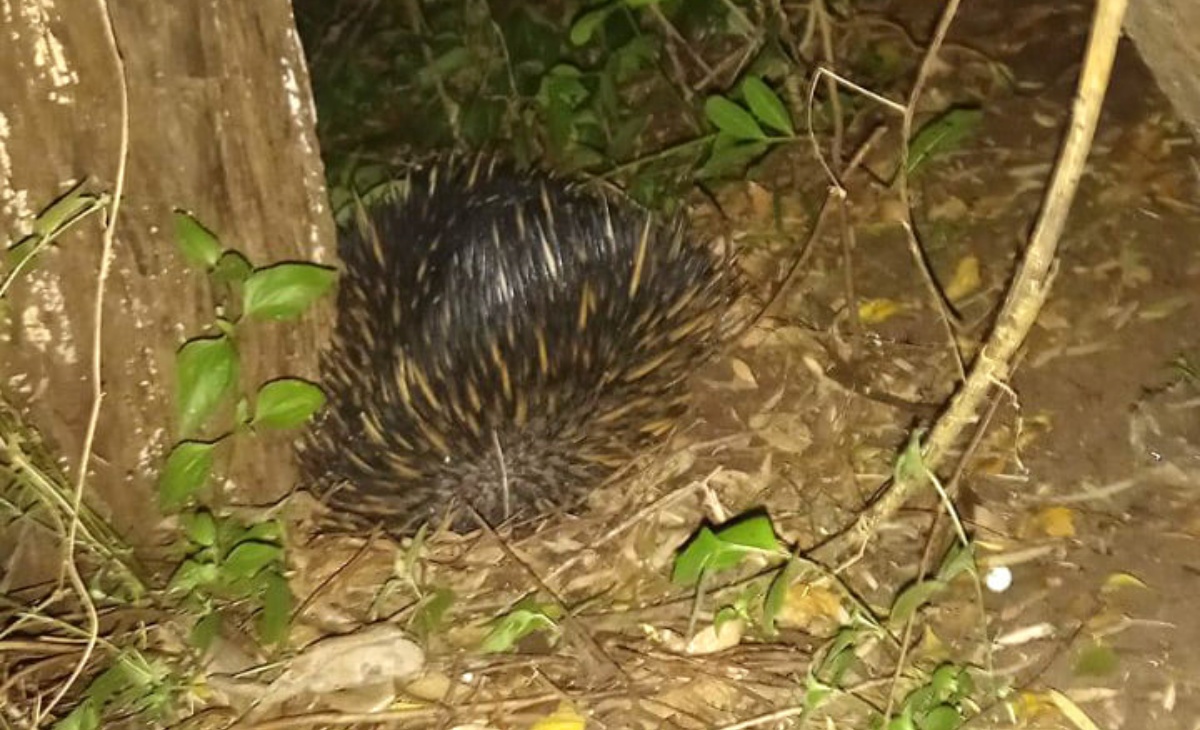 Echidna si intrufola in un negozio 