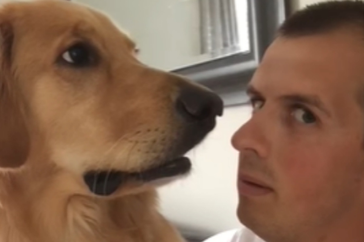 Il comportamento del golden retriever quando scopre che sta per arrivare un fratellino