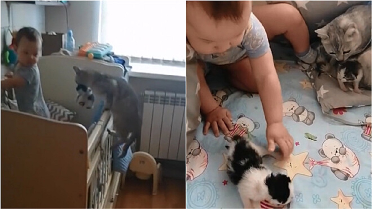Gatta porta i micini dal bambino per fare conoscenza