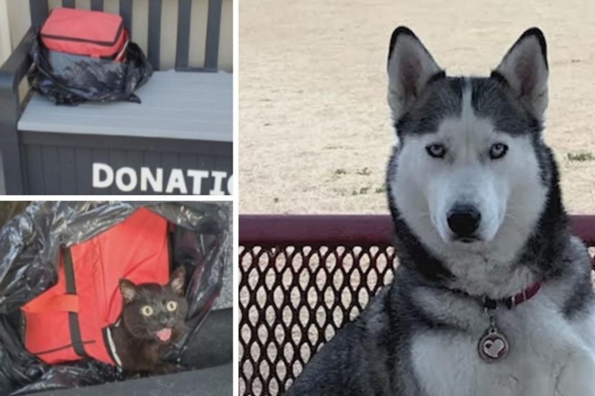 Koda l’husky che ha salvato la vita della gattina abbandonata