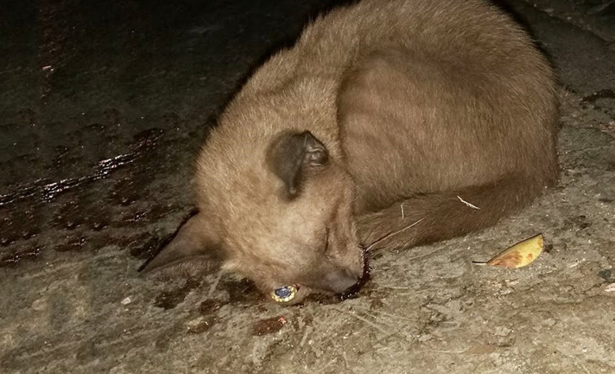 Gatto trovato per strada in gravi condizioni: salvato da una donna dal cuore enorme