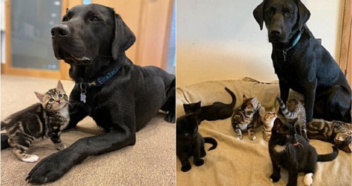 Labrador adottato alleva 7 gattini