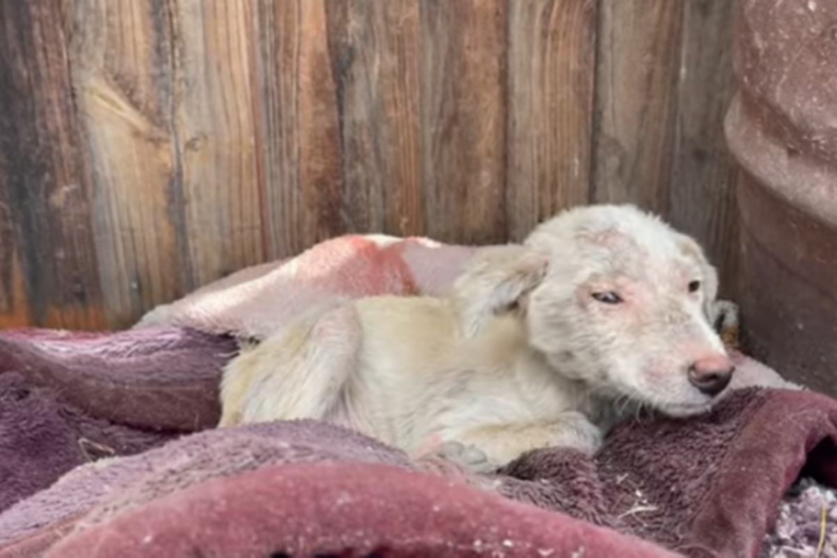 L’incredibile trasformazione del piccolo Lamb: i volontari lo hanno trovato in condizioni disperate