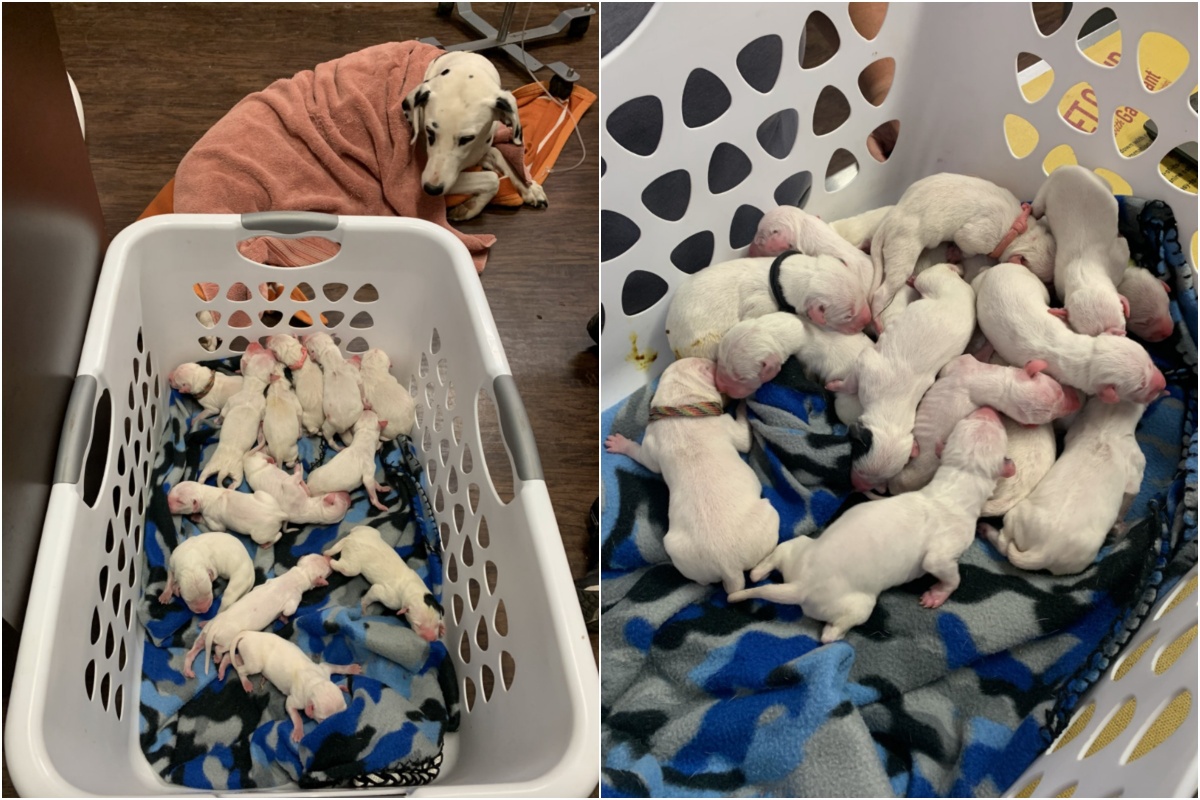 Luna, la dalmata incinta che ha messo al mondo 16 cuccioli: è da record