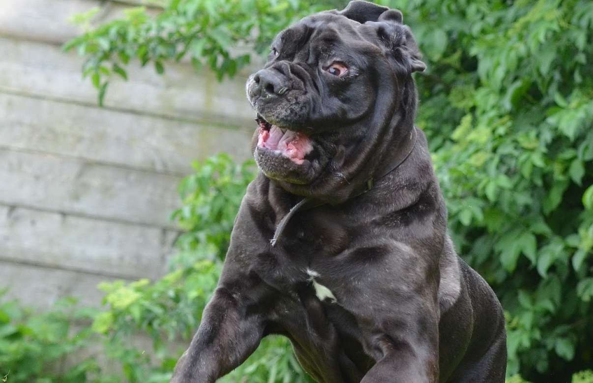 Mastino napoletano operato per rimuovere chili di pelle dal viso
