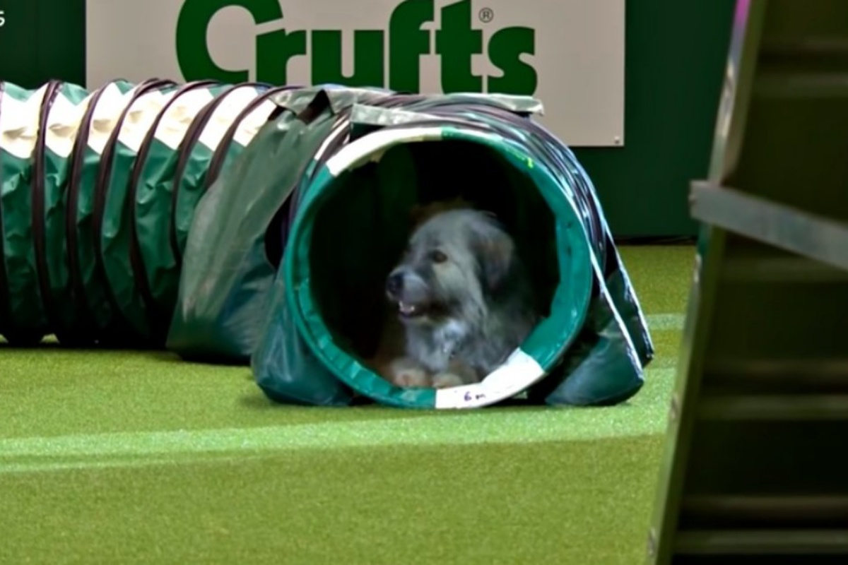 Kratu il cane che ha partecipato alla mostra canina, ma che non ha seguito lo schema degli altri