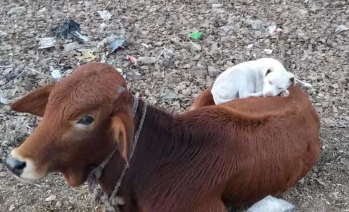 La bellissima scena di una mucca e un cane che decide si fare un pisolino sul suo dorso