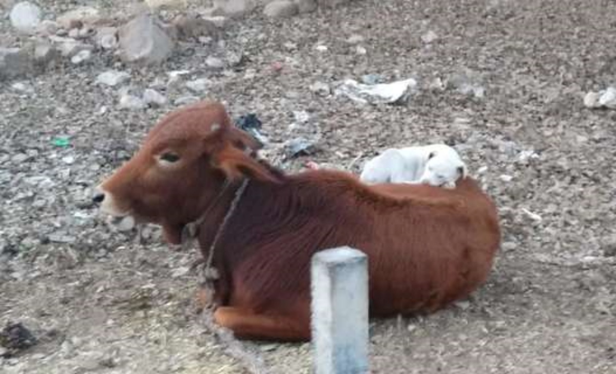 Le bellissime foto tra la mucca e il cane 