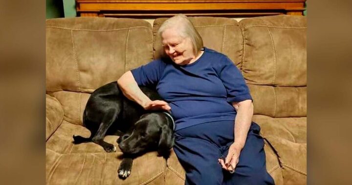 Nonna viva grazie al cane