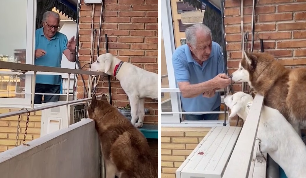 nonno si avvicina ai 2 cani del suo vicino