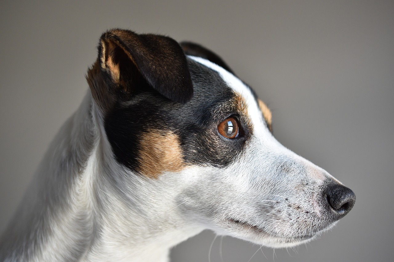 Pensionato morto per salvare il cane