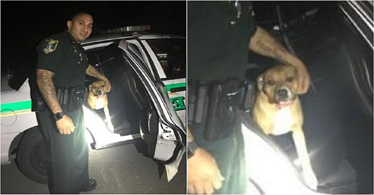 Pitbull triste si è perso: sale su un’auto della polizia e chiede aiuto
