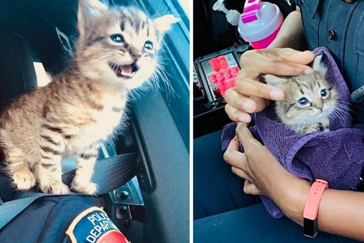 Gattino randagio adottato dagli agenti di polizia che lo hanno trovato