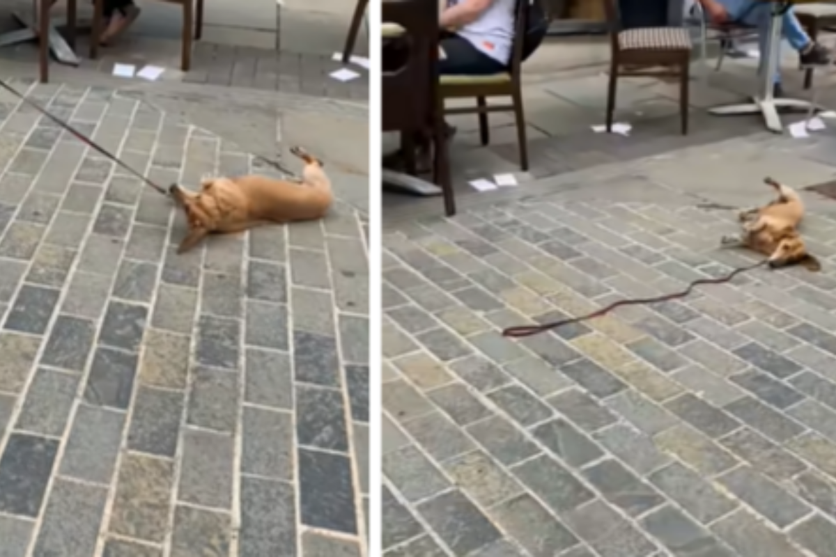 La clip virale di Roscoe, il bassotto che voleva fermarsi al bar a tutti i costi
