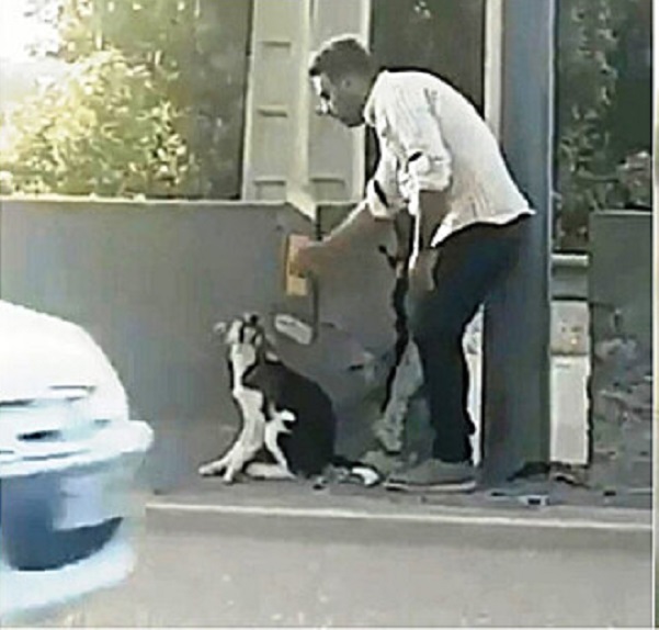 Salvataggio di un cane