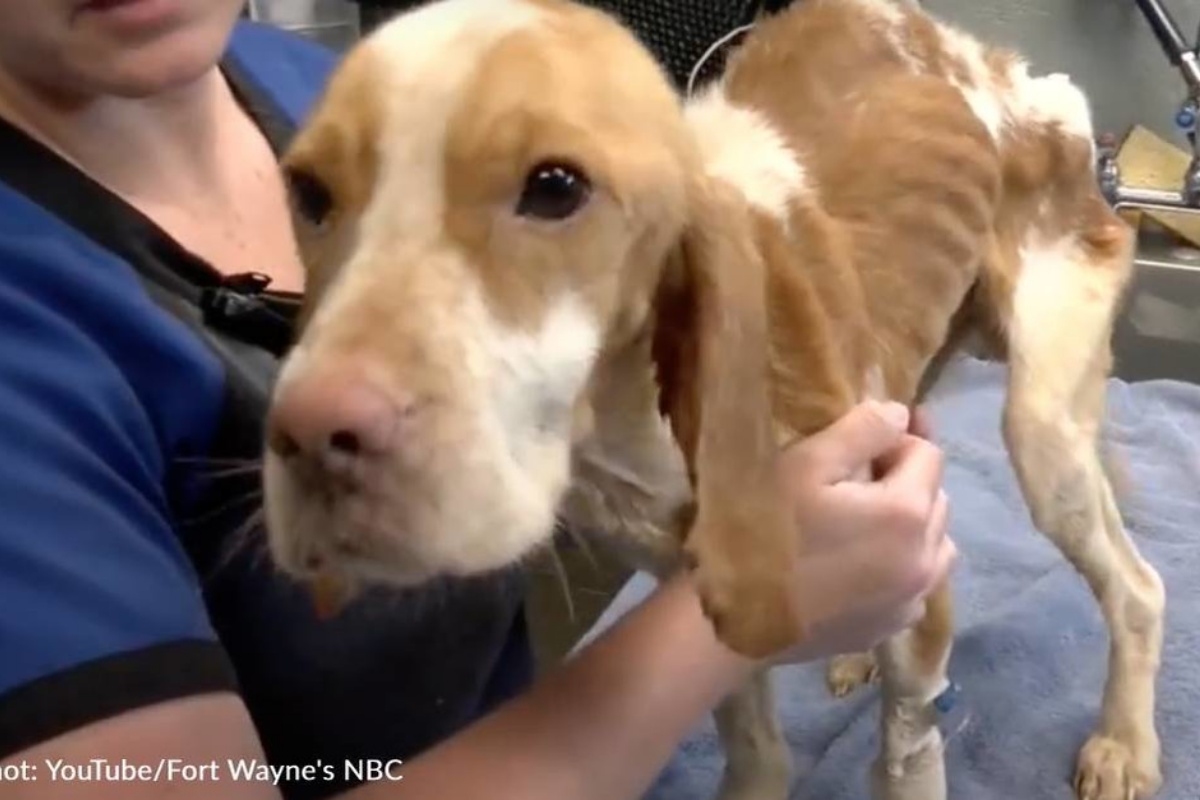 La triste storia di Skinny Dog, il beagle che non è riuscito a sopravvivere alla cattiveria umana