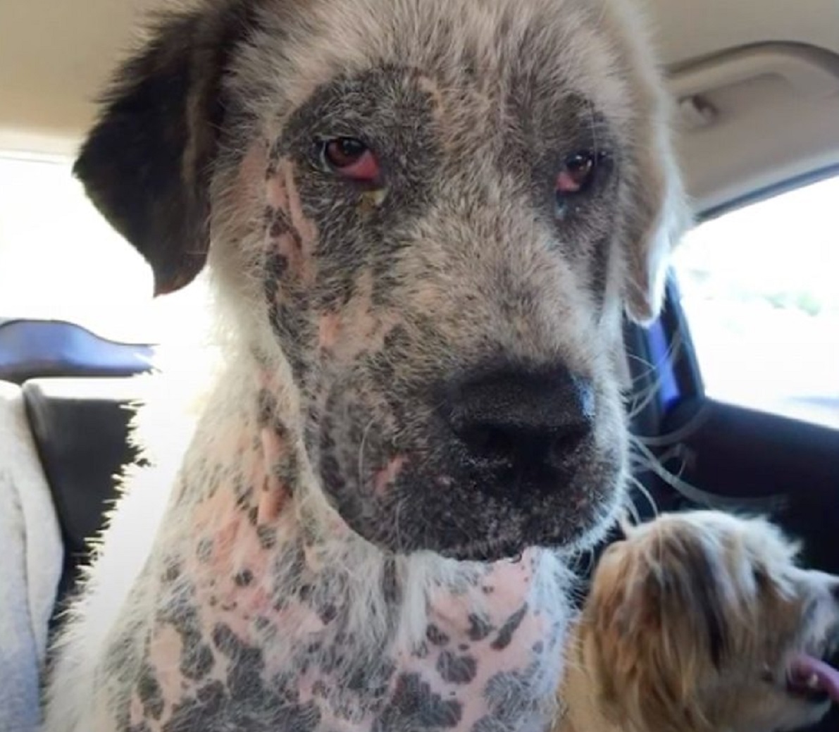 Un cane gravemente malato rifiuta aiuto per rimanere accanto alla sua migliore amica