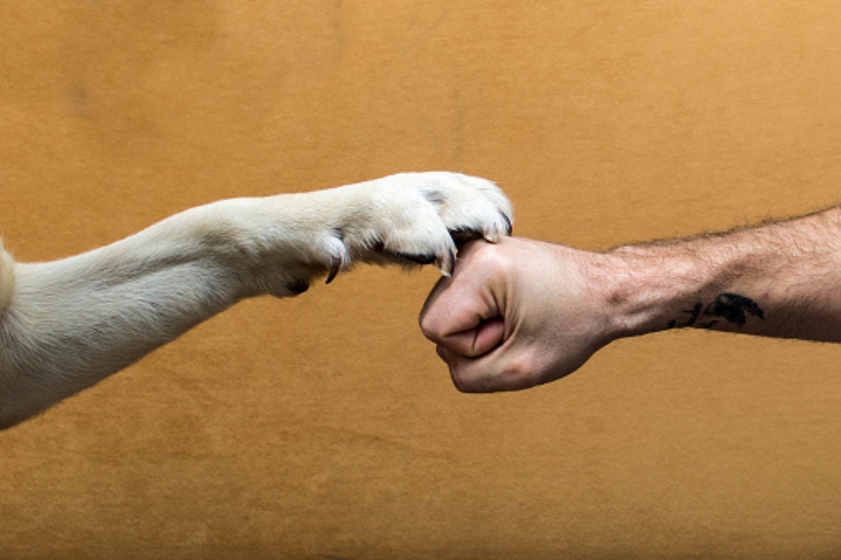 Albignasego, uomo rifiuta di andare in ospedale per non lasciare solo il suo cane