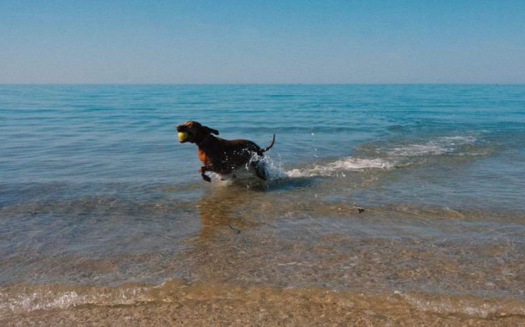 cane in spiaggia