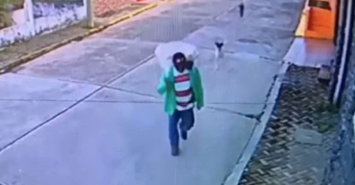 Venditore ambulante condivide quel poco che ha con cani affamati