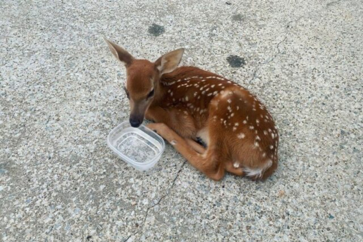 zoey e bambi