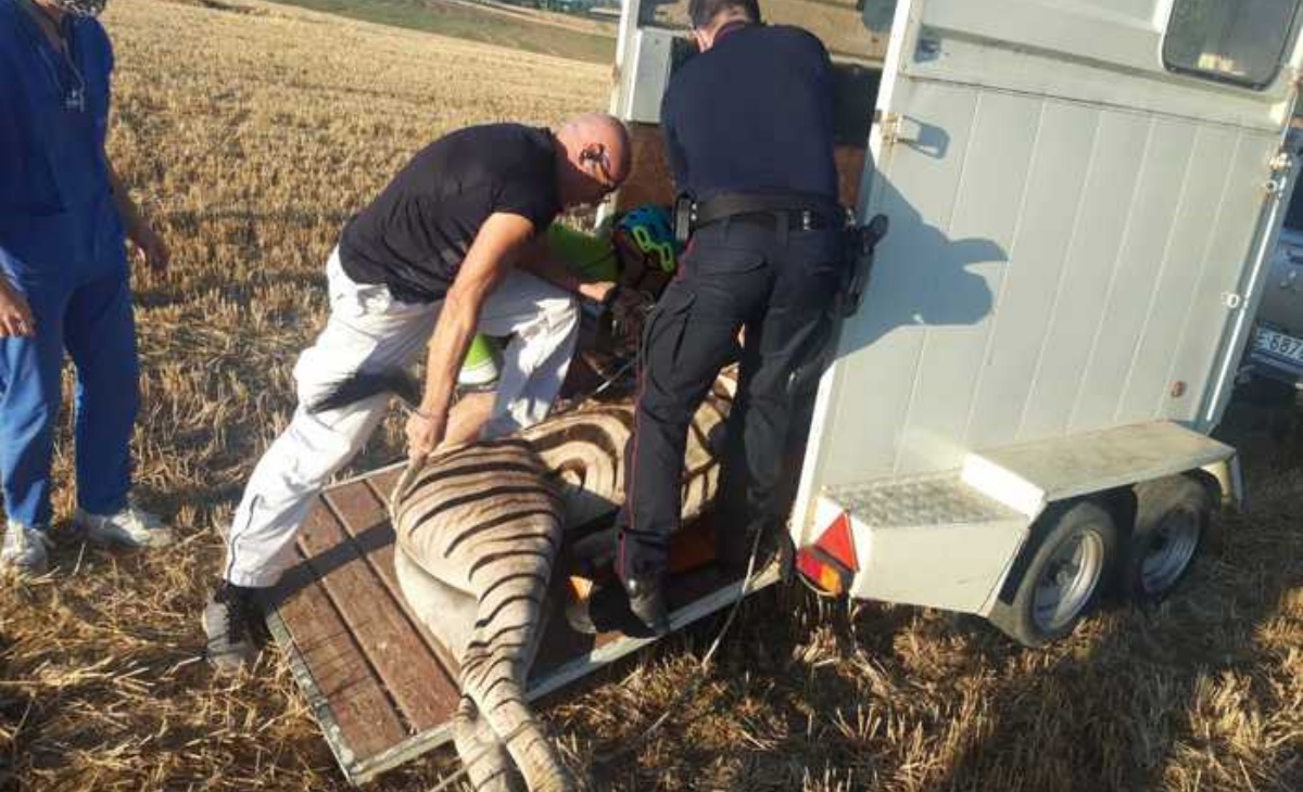 Morta la zebra Achille dopo 24 ore di fuga: “Si valuteranno le responsabilità”