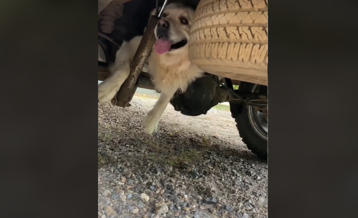 Il video del cane Albus