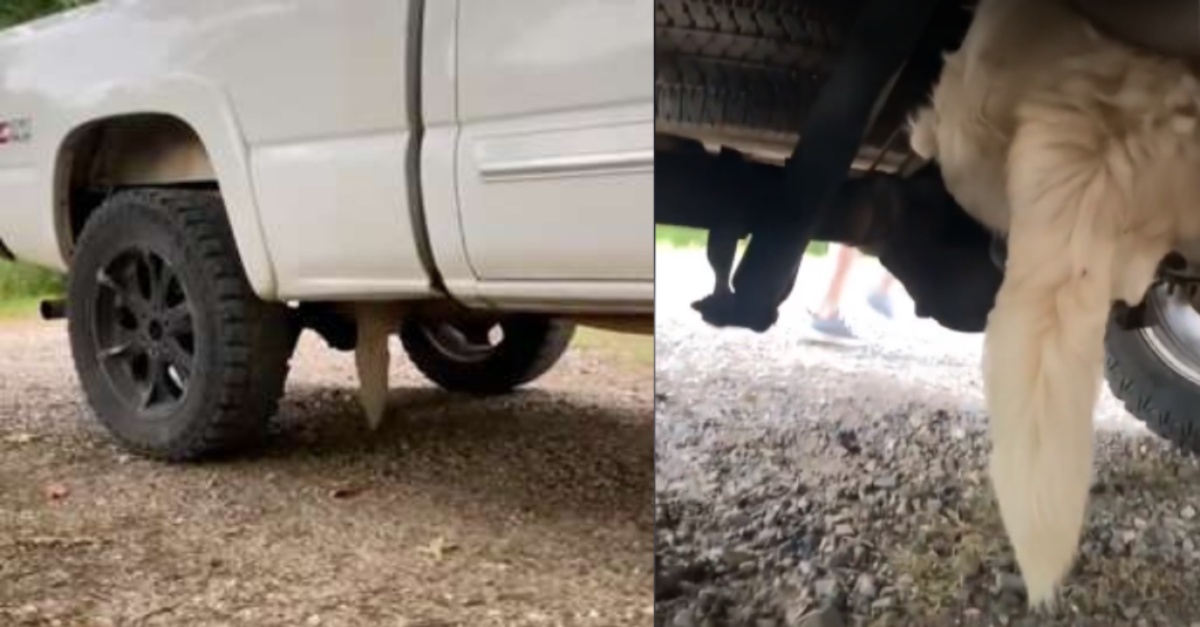 (VIDEO) Albus ha paura dei tuoni, così trova un posto bizzarro in cui nascondersi
