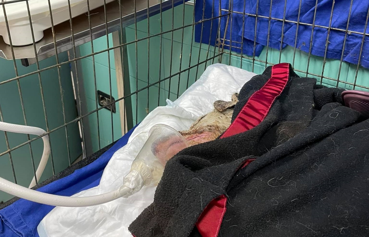 Angelo, il cane della Sardegna, è morto 